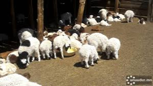 Some 14.7 million livestock offspring born